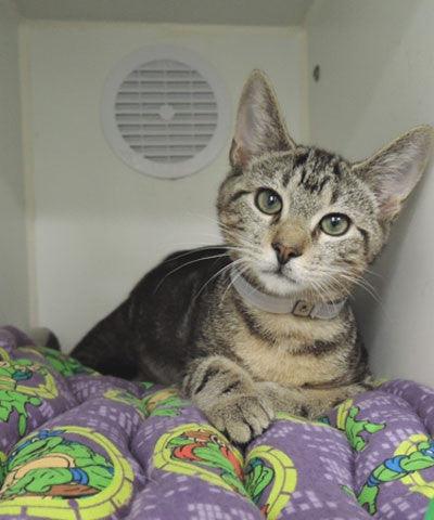 Cat sitting and looking at the camera