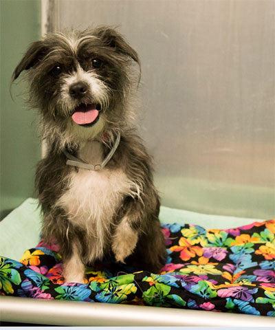 Dog sitting and looking at the camera